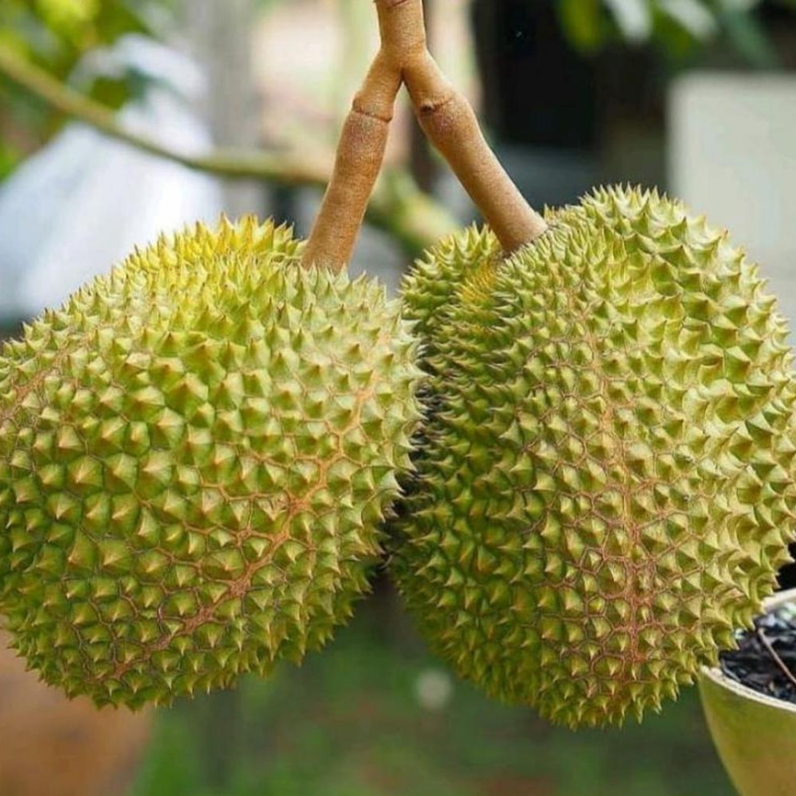 Durian Musang King